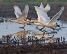 Exhausted by optimisation, Im seeking solace in the past. As Sibeliuss swans soar skywards, so do my spirits | Joseph Earp