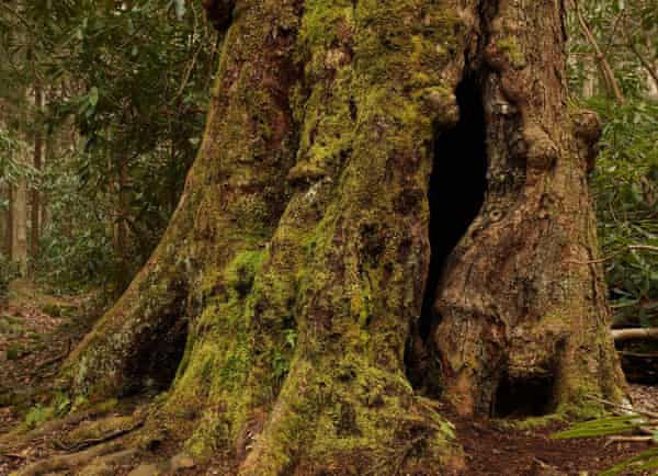 ‘Some find the old-growth forests too creepy’ … a Maple in Albright Grove.