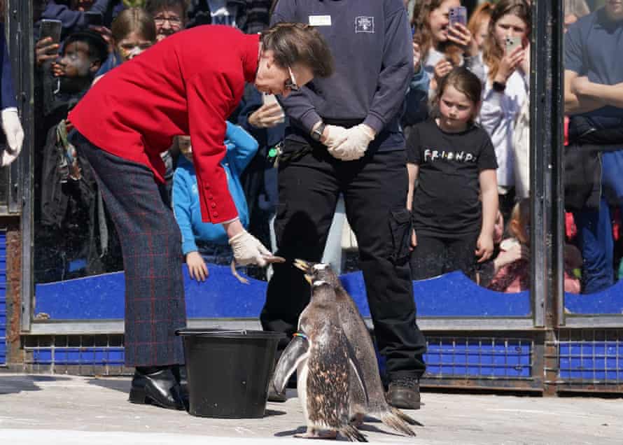 The Princess Royal feeds penguins during her visit to Edinburgh Zoo.