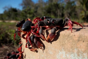 Migrating crabs climb a wall while walking from the forest to cross the road and down to the coast to spawn in the sea around the Bay of Pigs in Playa Larga, Cuba