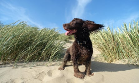 A cocker spaniel in sand dunes in Camber Sands.