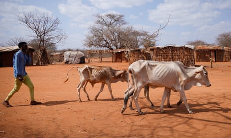 Roba Galgalo, 26, walks next to his emaciated cows at Kura Kalicha camp for the people internally displaced by drought near Das town, Oromiya region, Ethiopia in March.