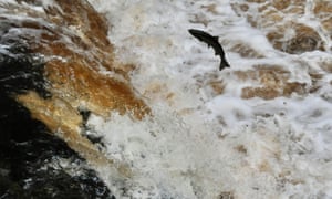 A salmon jumping at Stainforth Force, near Settle in North Yorkshire.