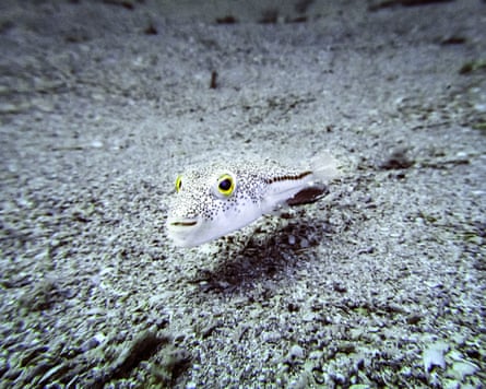 Pufferfish, also known as Blunthead Puffer and is considered the second most poisonous vertebrate on Earth