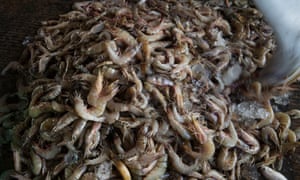 Shrimp at a Thai port