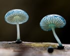 Mushroom trip: a mycologist’s tour of the Tarkine