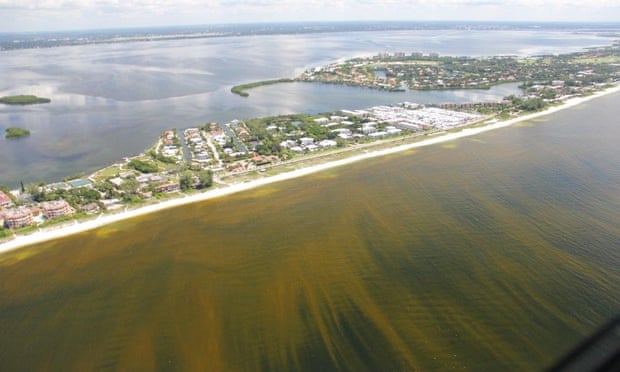 Photo by Mote Marine Laboratory's Manatee Research Program showing aerial view of red tide off Florida's Southwest coast.