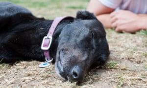 Skippy the lurcher