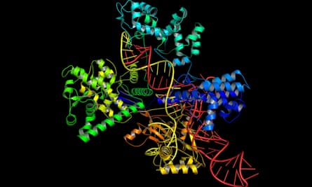The CRISPR/Cas9 tool uses a guide RNACas9 molecular structure system for editing, regulating and targeting genomes.