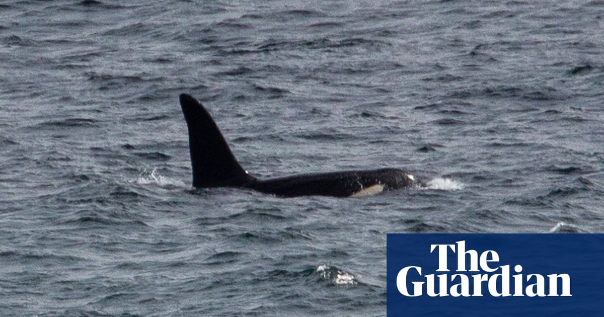 Killer whales spotted near Cornwall coast in rare UK sighting