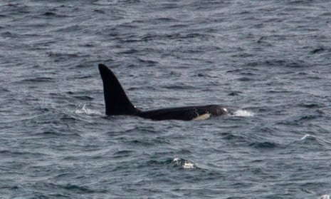 A photograph of Aquarius, one of two killer whales spotted off the Cornish coast