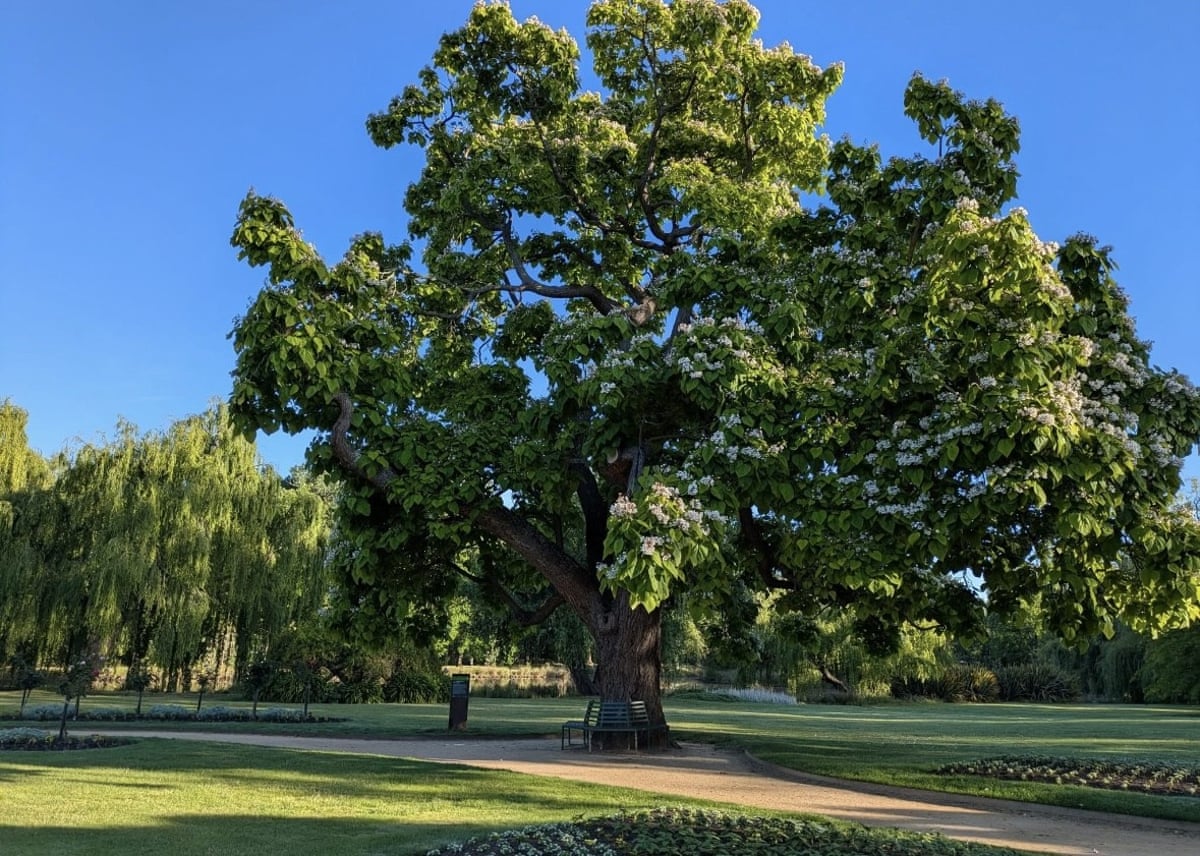 Indian Bean Tree (Catalpa bignonioides) in Castlemaine