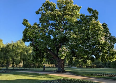 Indian Bean Tree (Catalpa bignonioides) in Castlemaine