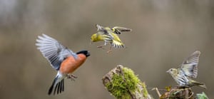 Pássaros de jardim parecem brigar em torno de um comedouro de jardim em Aberystwyth, País de Gales