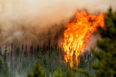 Huge flames rise from burning pines trees, with unburned trees to the foreground and left, and thick grey smoke filling the sky
