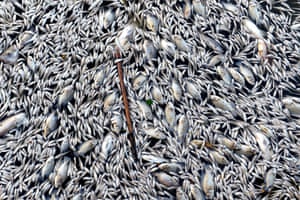 Dead fish float over West lake, Hanoi, Vietnam