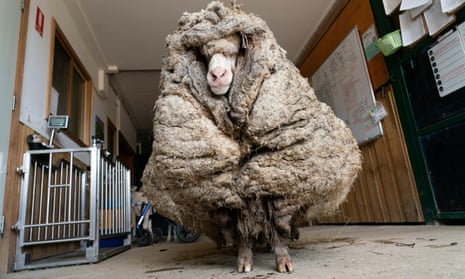 Baarack the sheep before his overgrown fleece was shorn in Lancefield, Australia