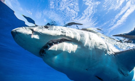 Lawmakers in Honolulu have advanced a proposed ban on killing any shark in Hawaii waters.