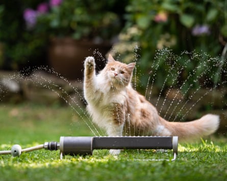 A tabby ginger Maine Coon cat playing with a lawn sprinkler