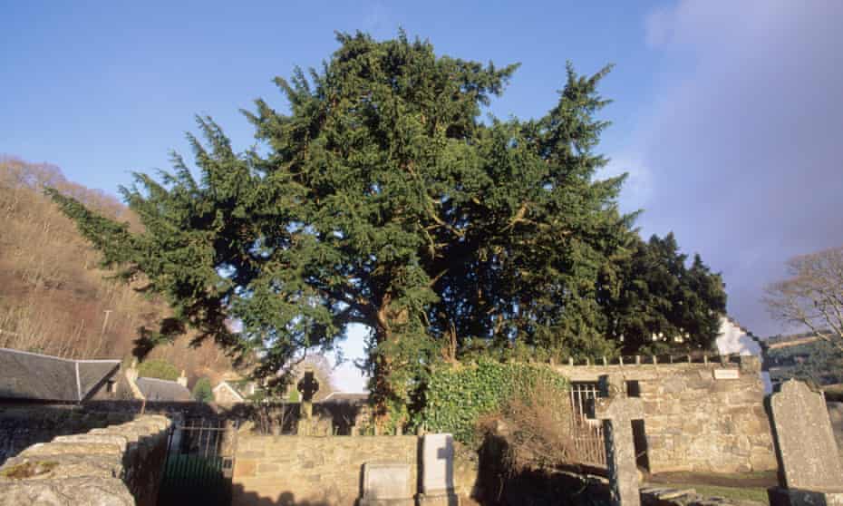 The Fortingall yew tree in Perthshire.