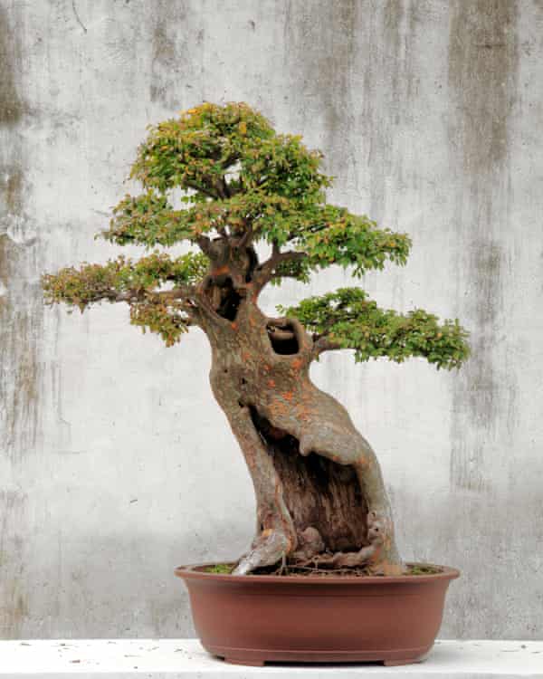 Perfectly formed… a bonsai tree.