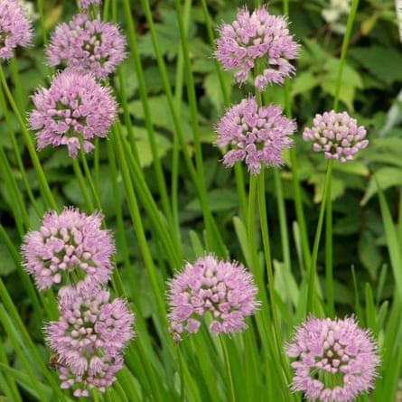 RHS Plants Allium angulosum ‘Summer Beauty’