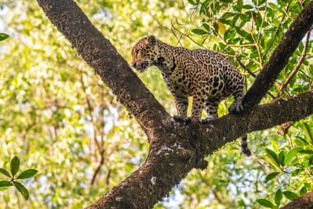 A jaguar in a tree on Maracá-Jipioca reserve.