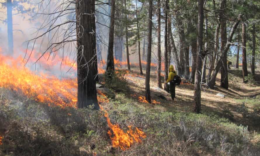 A prescribed burn at Cedar Grove in California