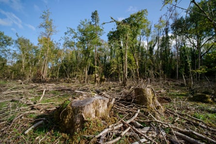 Felled trees in a forest