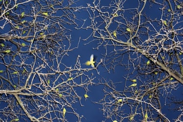 Ring-necked parakeets roosting