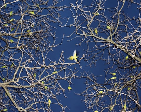 Ring-necked parakeets on the Rhine