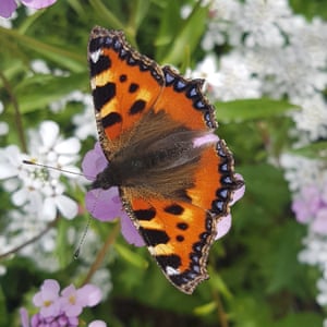 Stuart and his five-year-old daughter Freya spotted this tortoiseshell butterfly in Edinburgh.