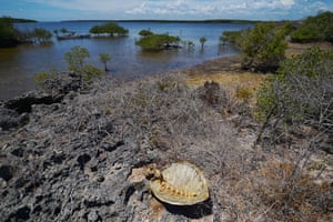 A poached green marine turtle carcass lies on the shore of Pate island in the Lamu archipelago off the coast of Kenya where former fishermen are being retrained as rangers to monitor the health of the reef