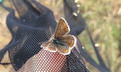 Scientists identify which butterflies are most at risk as the