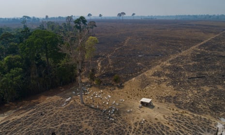 Cattle graze on land recently burned and deforested by cattle farmers near Novo Progresso, in Para state.