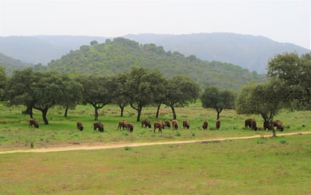 A herd of European bison in Spain, where there are now 35 centres breeding the animal.