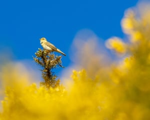 A willow warbler