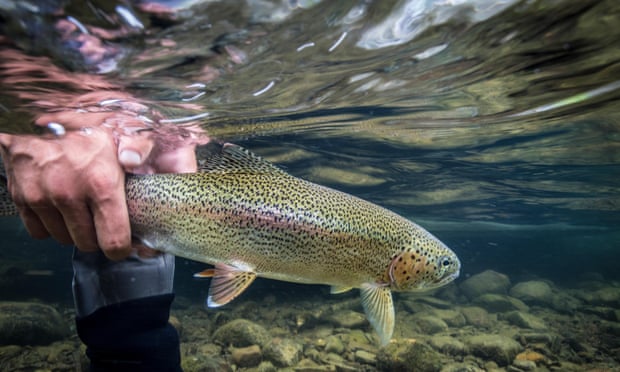 A rainbow trout being released back into the water.