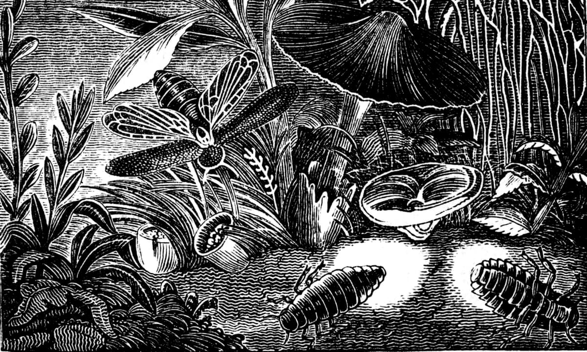 Black and white illustration of glowworms on a forest floor alongside leaves and a mushroom