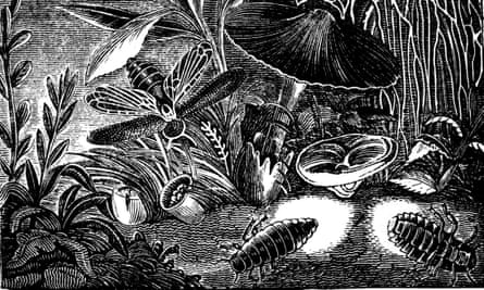 Black and white illustration of glowworms on a forest floor alongside leaves and a mushroom