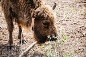 bison graving on a branch