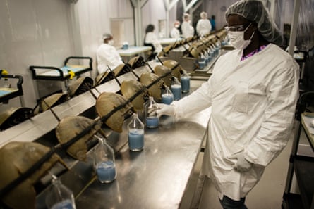 Horseshoe crabs being bled at Charles River Laboratory