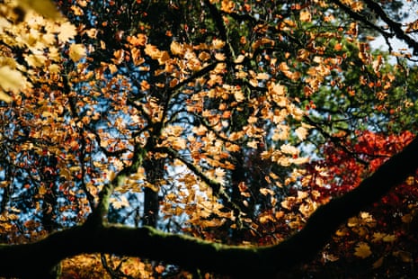Autumn colour at Westonbirt from the Acer pseudoplatanus Brilliantissimum (sycamore) tree
