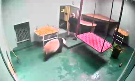 A zookeeper flees an enclosure chased by a giant panda at Edinburgh zoo