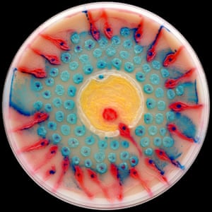 Agar Art