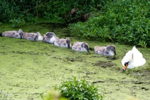 A mute swan and her six fluffy cygnets feed on duckweed on Roundmoor Ditch by Dorney, Buckinghamshire, UK