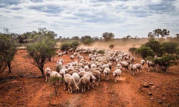 Feeding sheep in drought-stricken country near Louth in NSW