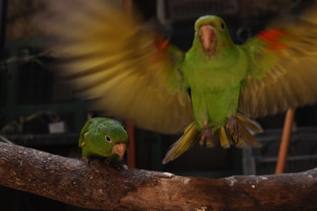A parrot flapping its wings