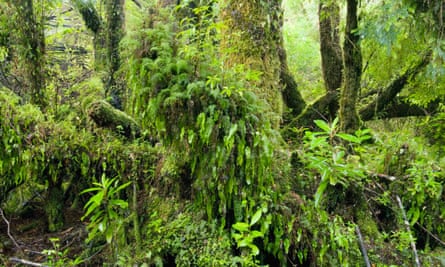 Mossy forest, Chiloé national park, Chiloe Island, Chile.