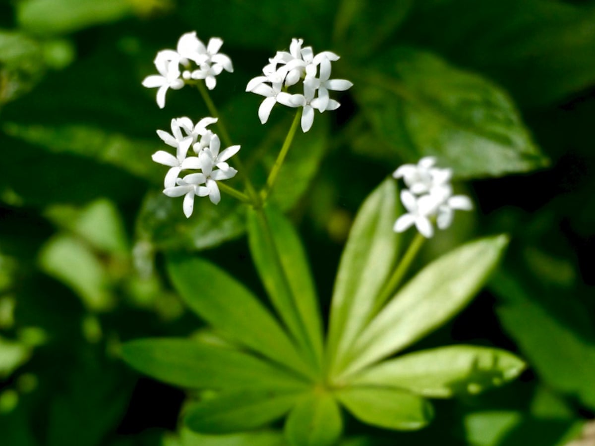 Sweetness of woodruff lingers down the ages | Plants | The Guardian